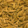 Cumin-Royal-du-Maghreb